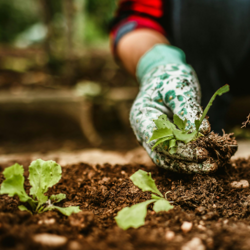 horticulture