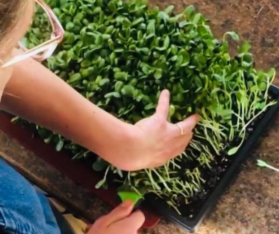 microgreens
