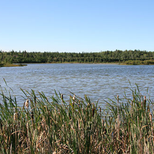 riparian