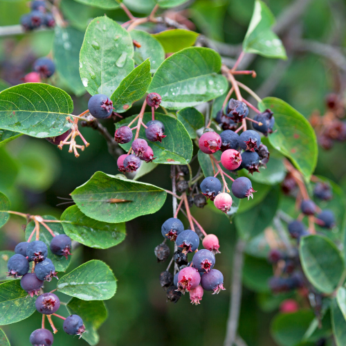 Saskatoons