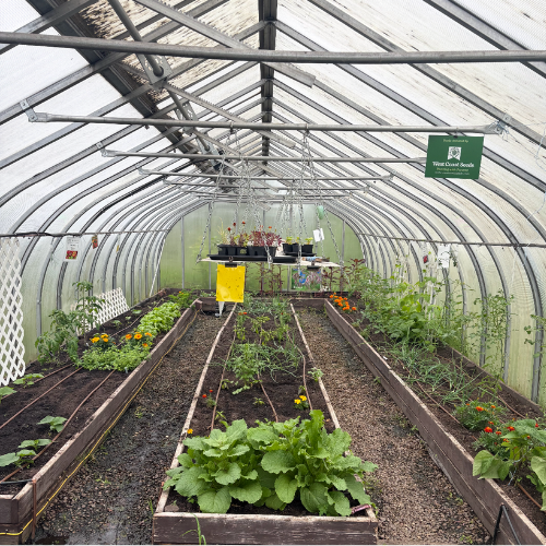 Greenhouse planted
